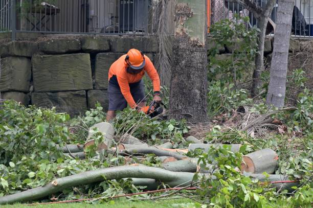 Professional Tree Removal in Brookshire, TX